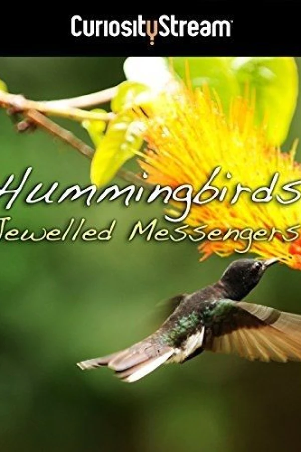 Hummingbirds Jewelled Messengers Affiche